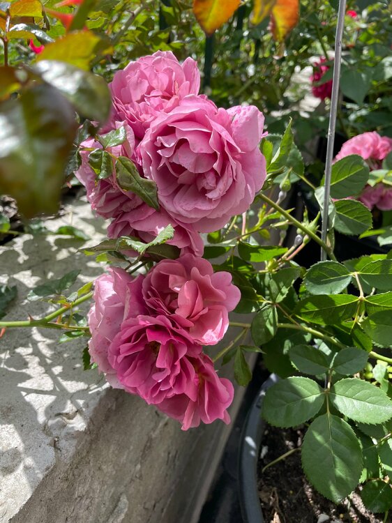 IMG_6503.jpeg