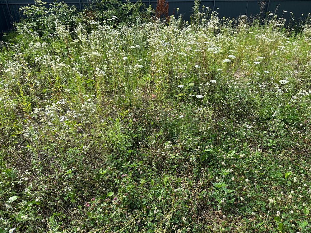 IMG_7585.thumb.jpeg.5b947343386037a13b94aeffe237fae3.jpeg